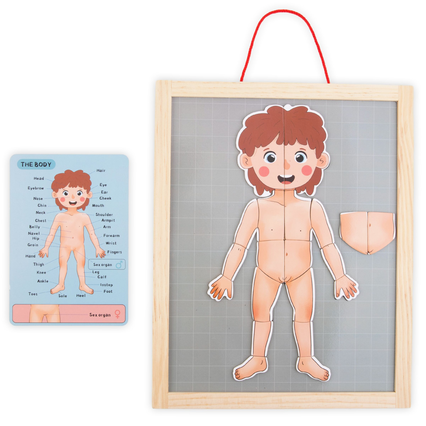 Μαγνητικά παζλ - Επιστήμη της ανατομίας - Το ανθρώπινο σώμα