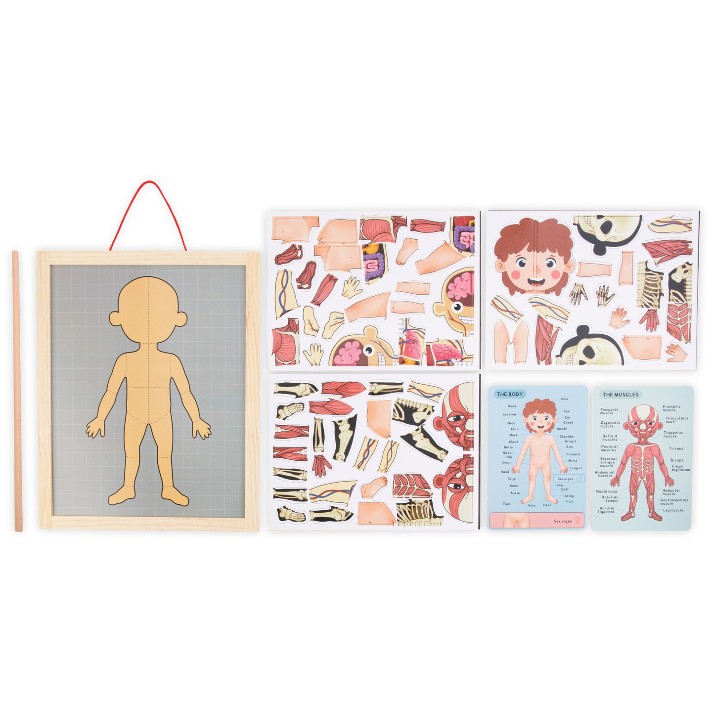 Μαγνητικά παζλ - Επιστήμη της ανατομίας - Το ανθρώπινο σώμα