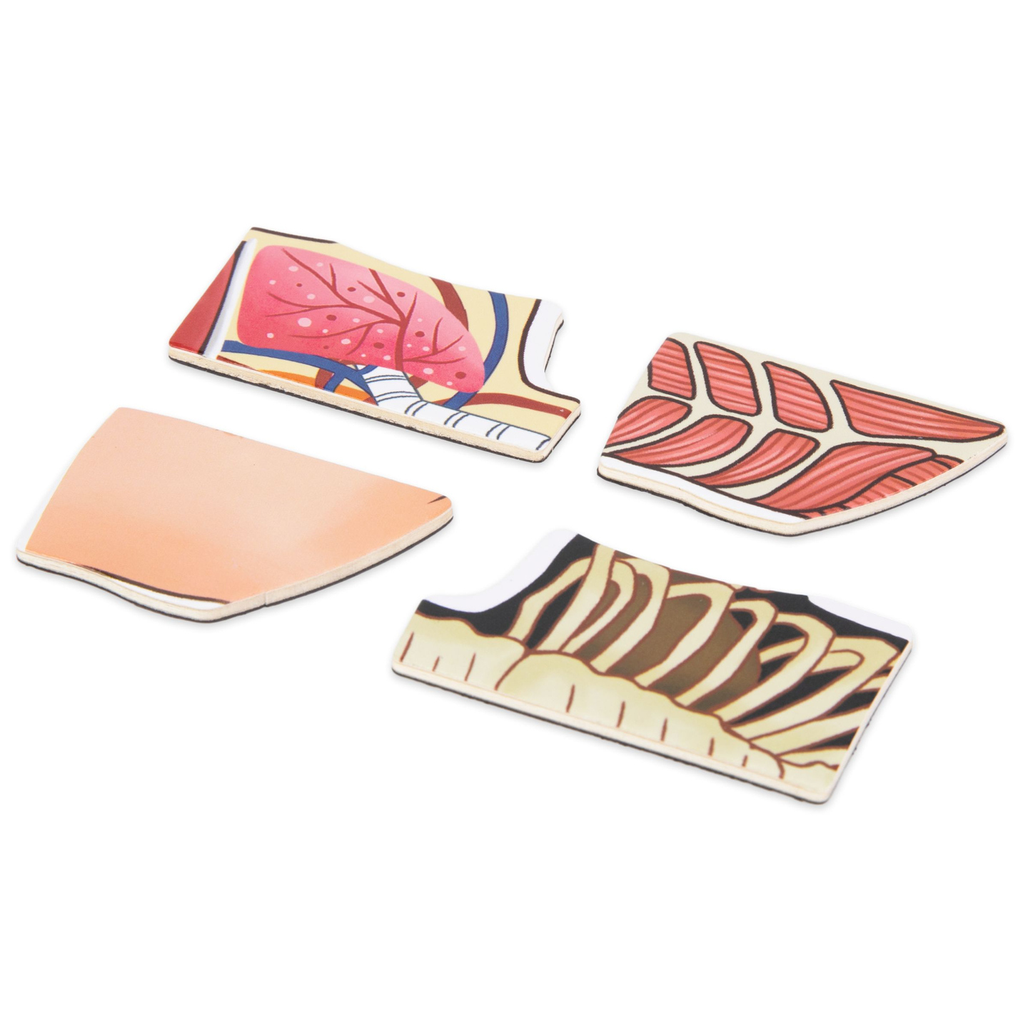 Μαγνητικά παζλ - Επιστήμη της ανατομίας - Το ανθρώπινο σώμα